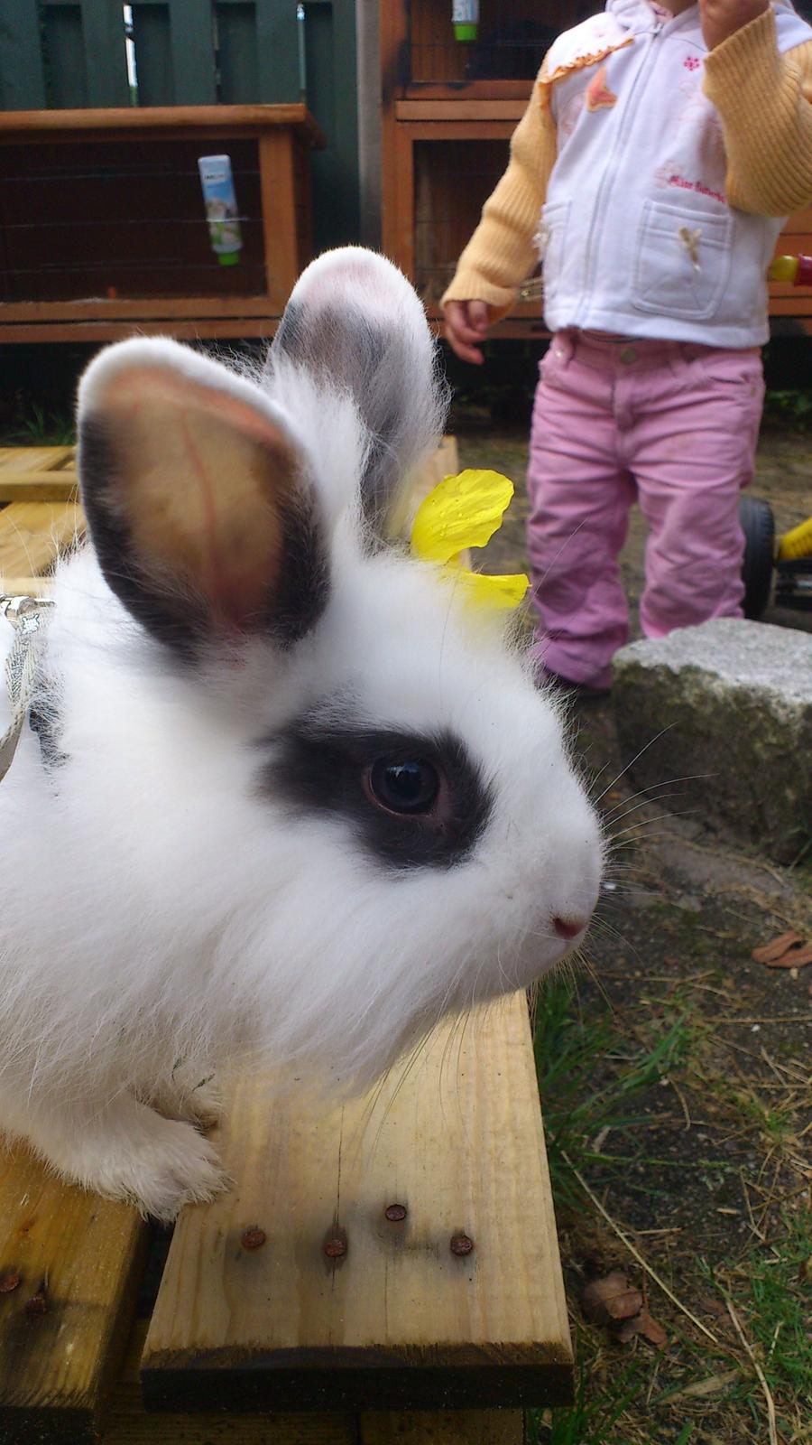 Kanin Equas Happy Farasha - Smukke pigen med blomst i håret:-) billede 1