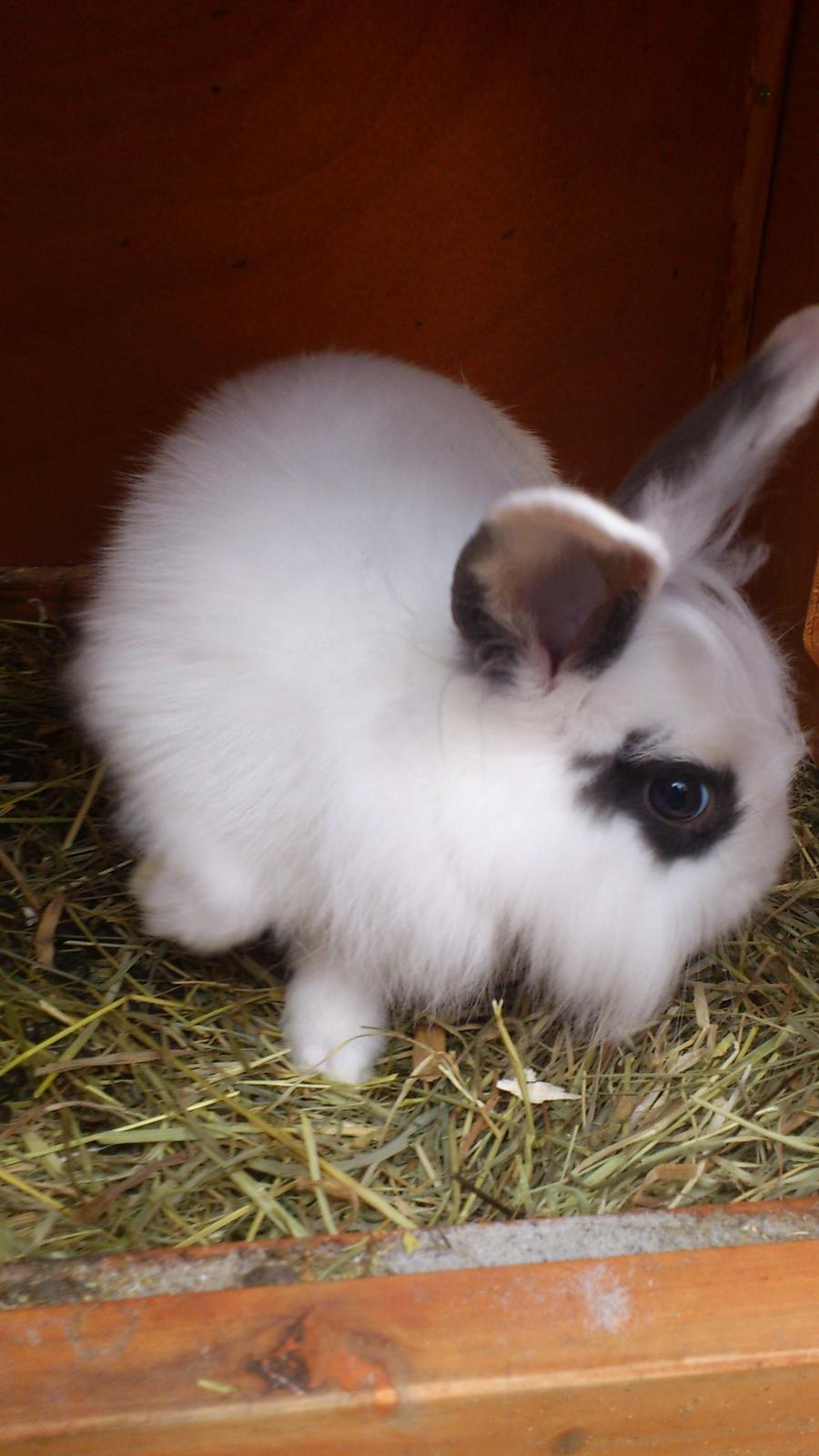 Kanin Equas Happy Farasha - I mit hjem <3  billede 10