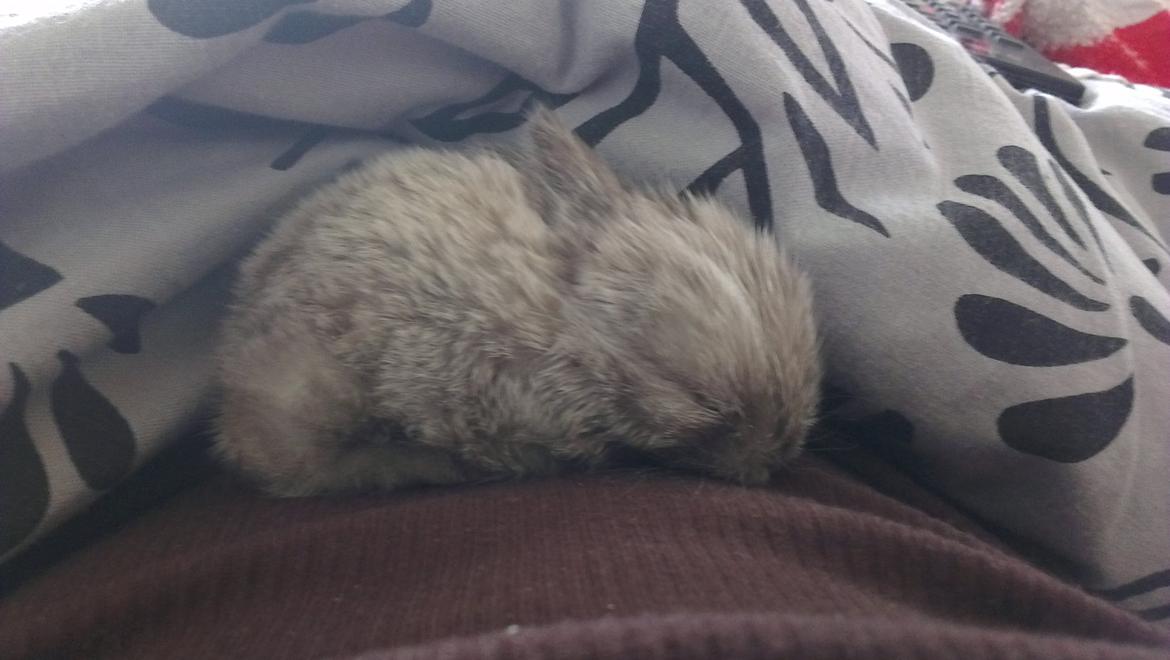 Kanin Survivor - (RIP 9/8-26/8) billede 2