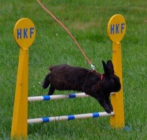 Kanin Fyldbinggaards Golden (= - Hygum. Aug 2012.  billede 8