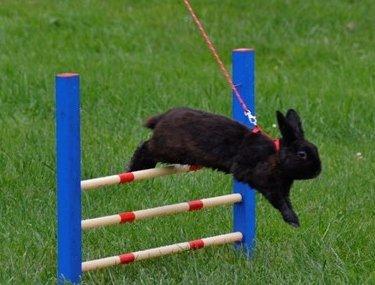 Kanin Fyldbinggaards Golden (= - Hygum. Aug 2012.  billede 9