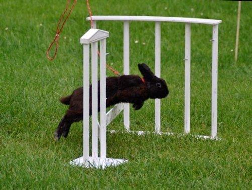 Kanin Fyldbinggaards Golden (= - Hygum. Aug 2012.  billede 10