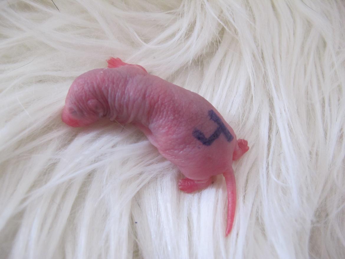 Tamrotte Soffi - 1 dag gammel.  billede 6