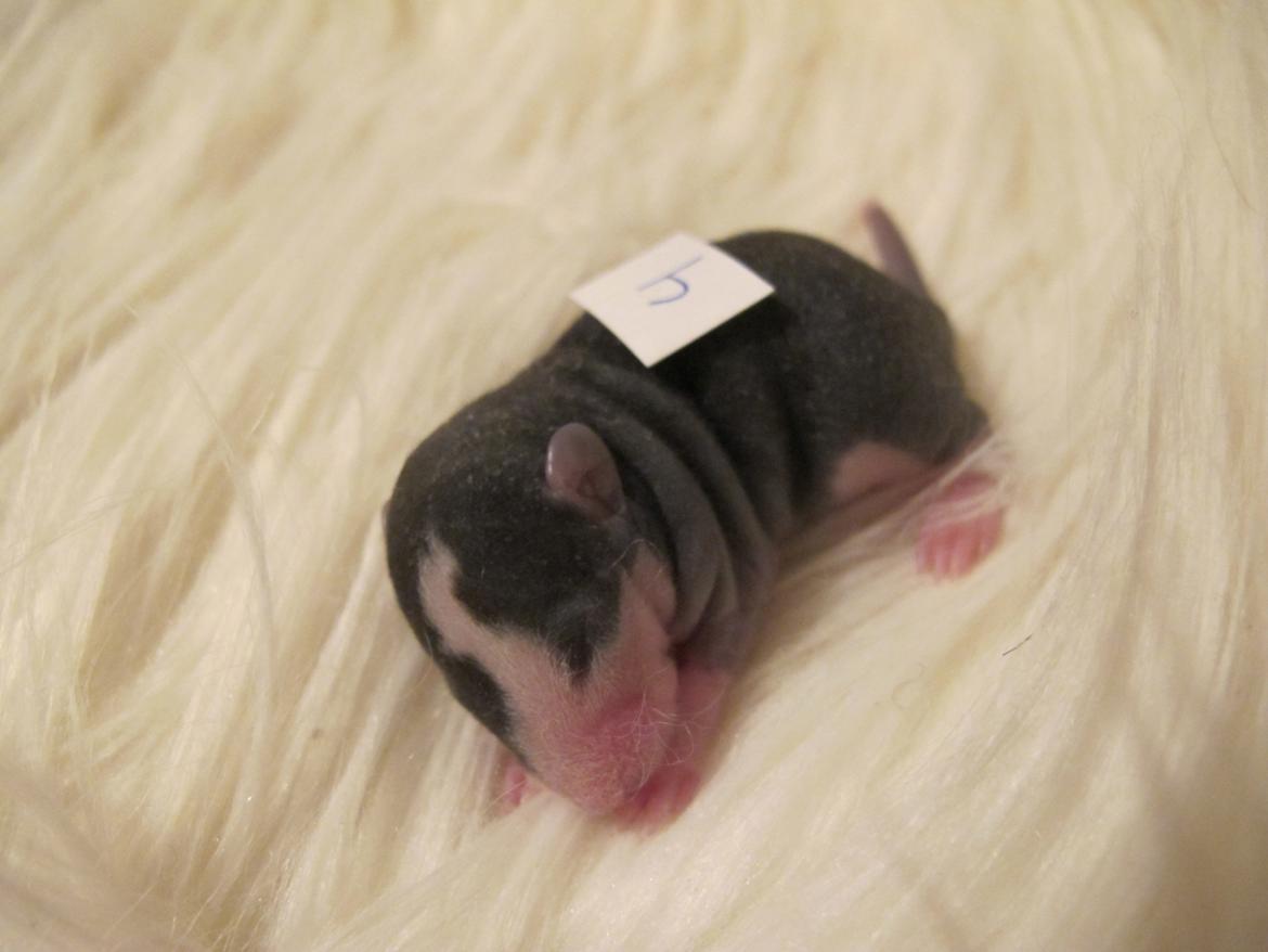 Tamrotte Soffi - 1 uge gammel.  billede 7