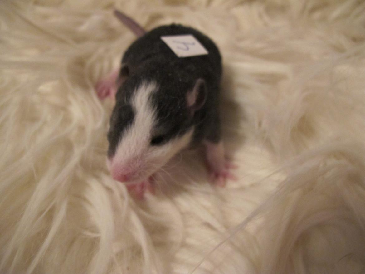 Tamrotte Soffi - 2 uger gammel.  billede 8