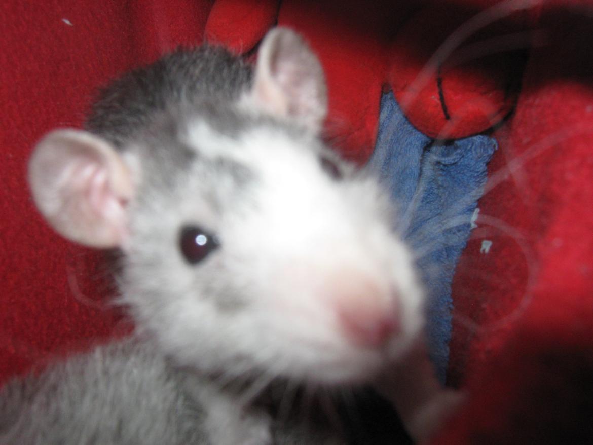 Tamrotte Soffi billede 9