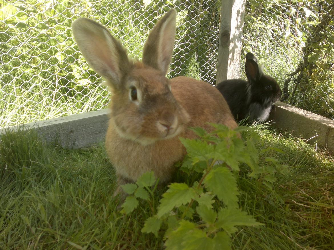 Kanin malibu | blanding billede 20