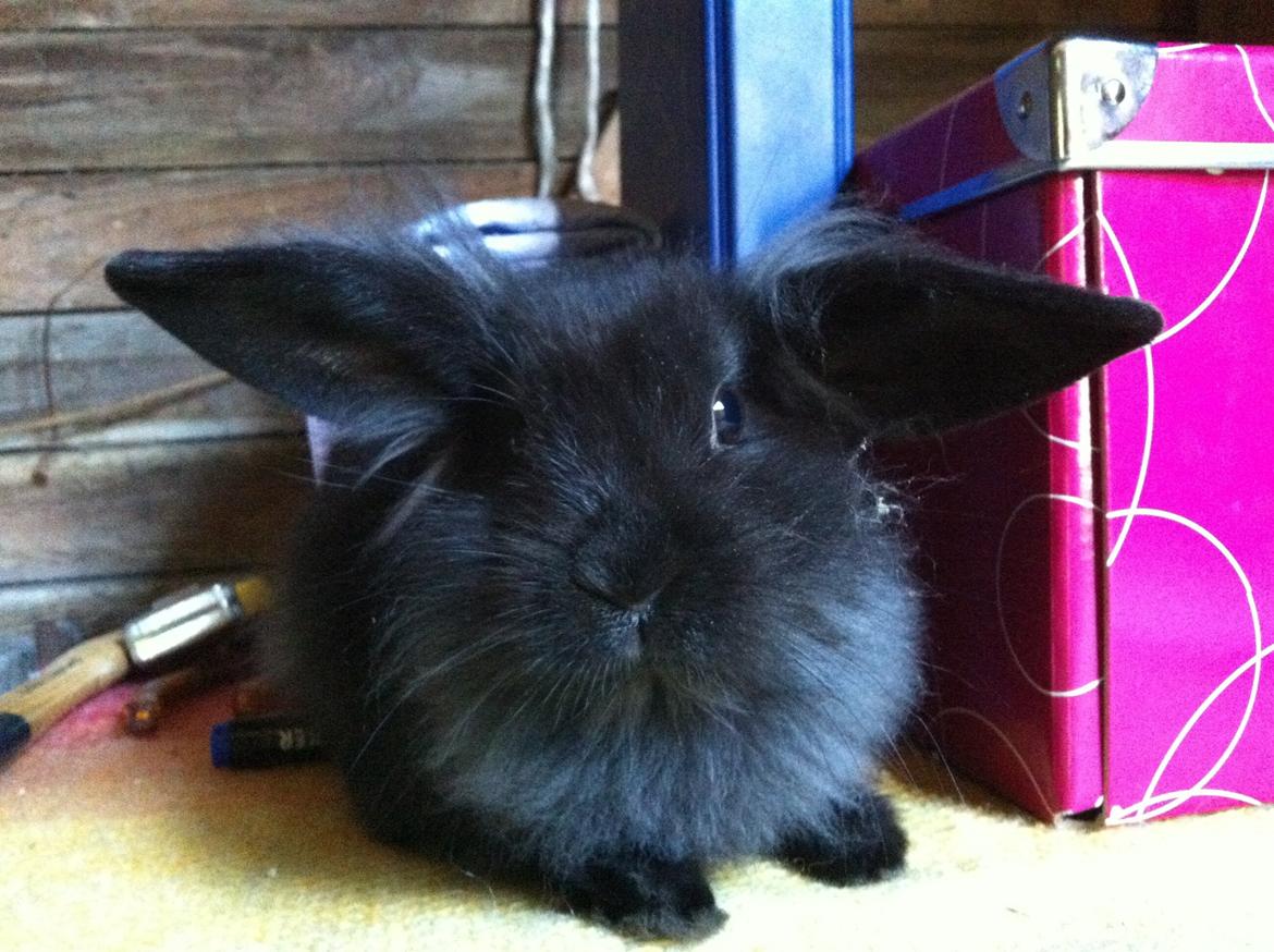 Kanin zeva | Blanding billede 3