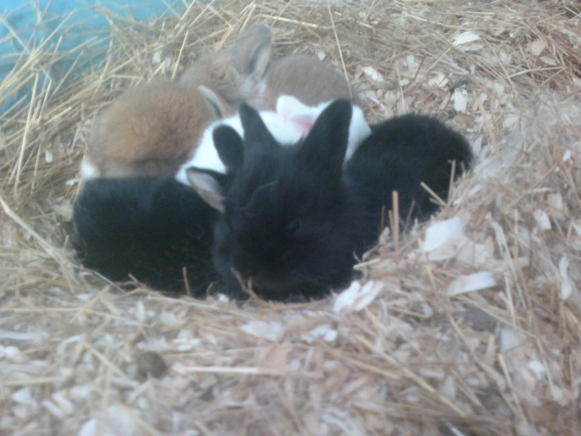 Kanin zeva | Blanding billede 20