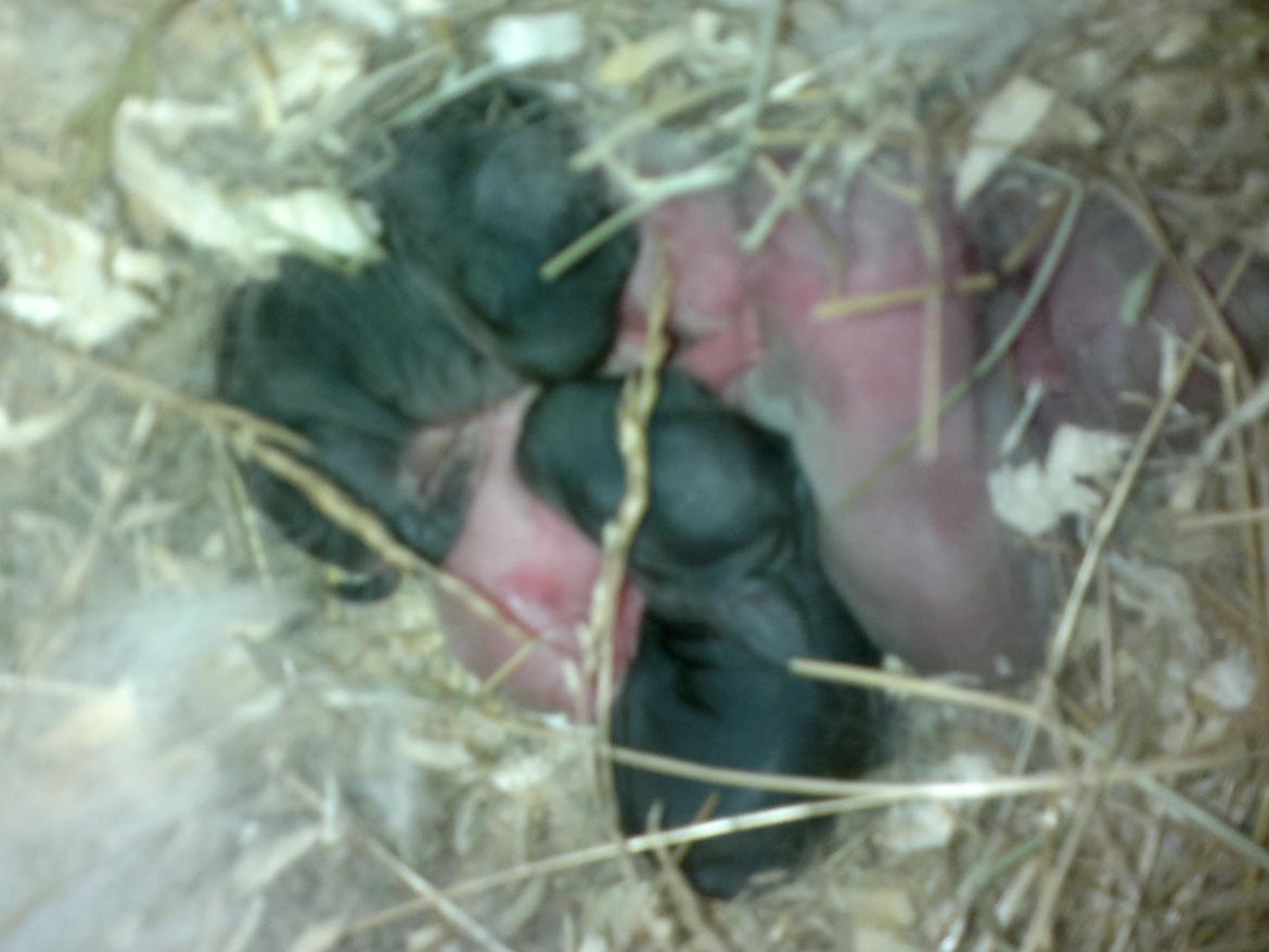 Kanin zeva | Blanding billede 21