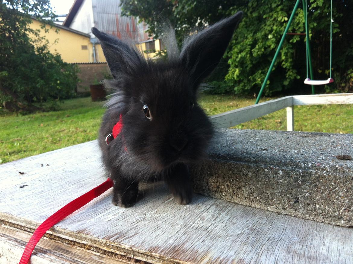 Kanin zeva | Blanding billede 4