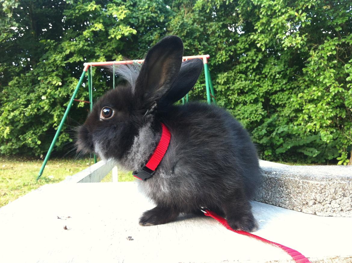 Kanin zeva | Blanding billede 13