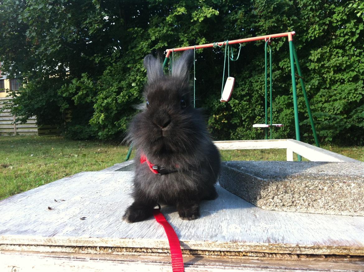 Kanin zeva | Blanding billede 10