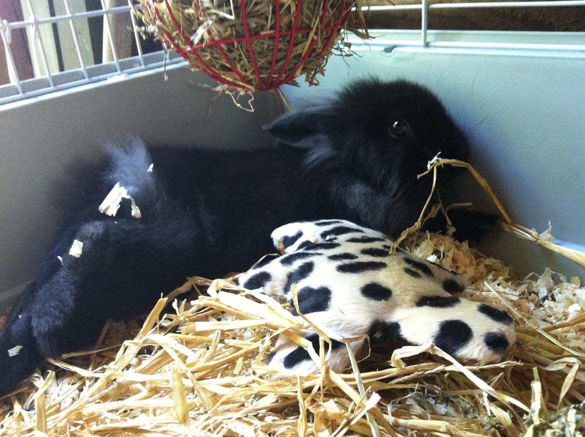 Kanin zeva | Blanding billede 9