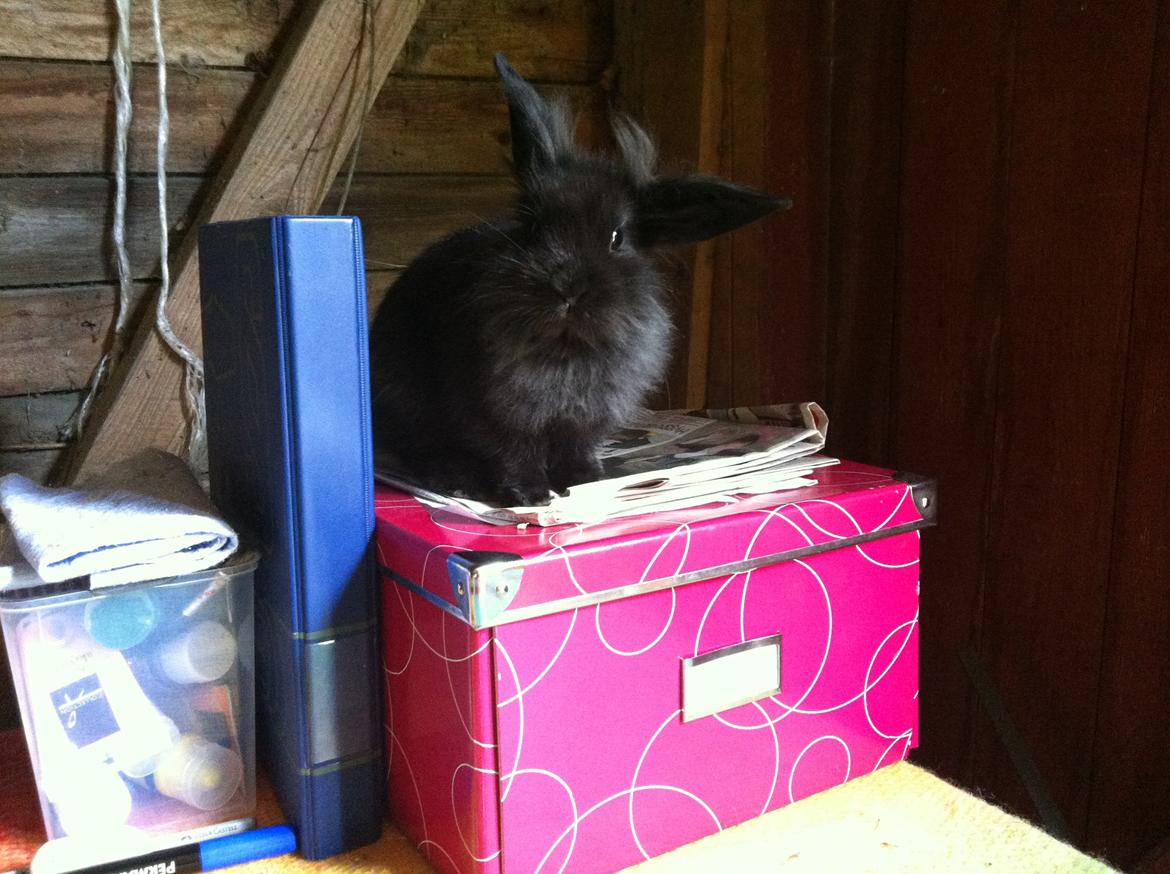 Kanin zeva | Blanding billede 14