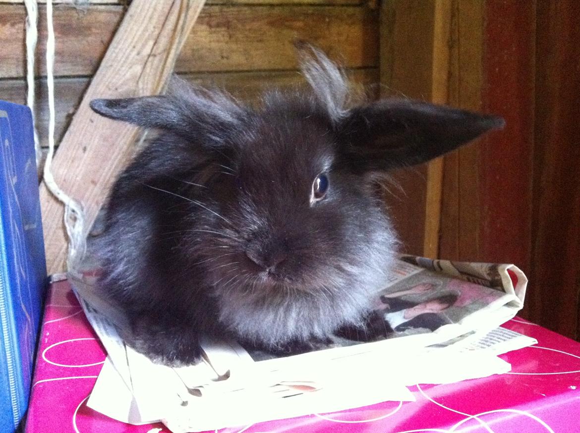 Kanin zeva | Blanding billede 15