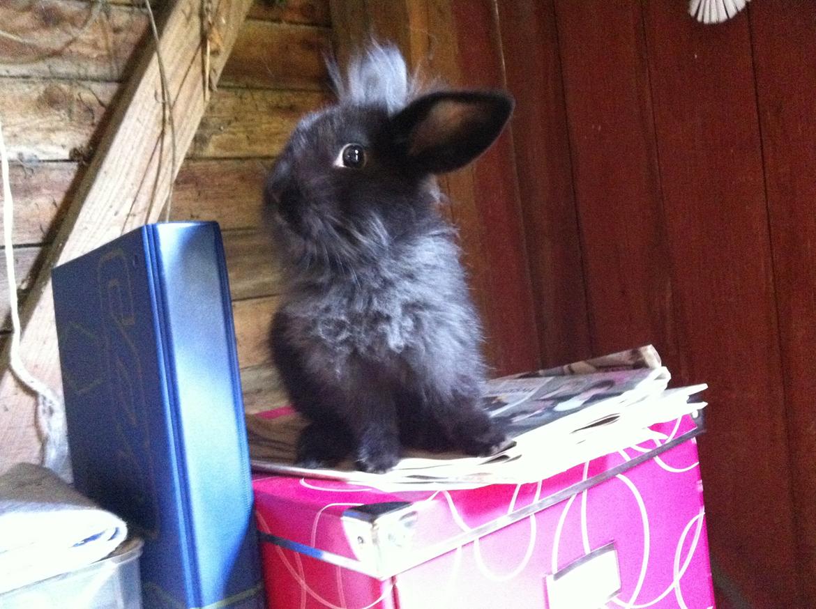 Kanin zeva | Blanding billede 8