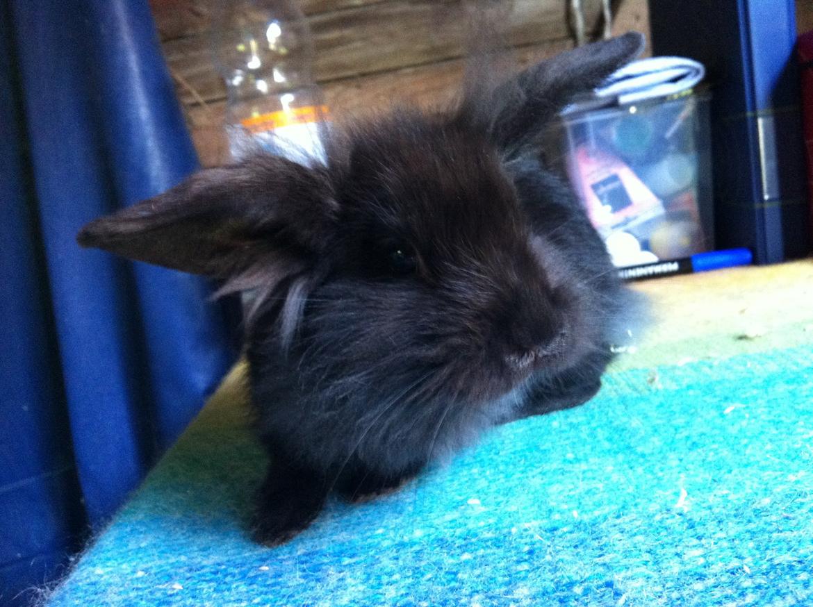 Kanin zeva | Blanding billede 7