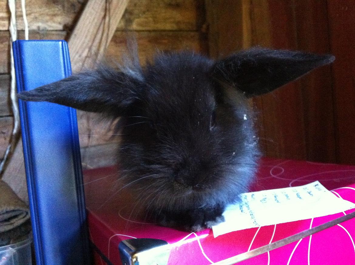 Kanin zeva | Blanding billede 6