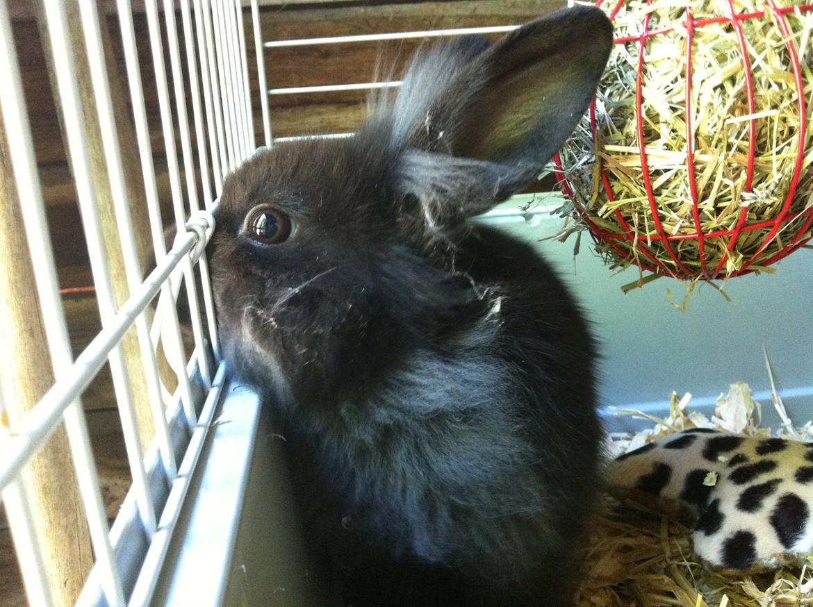 Kanin zeva | Blanding billede 11