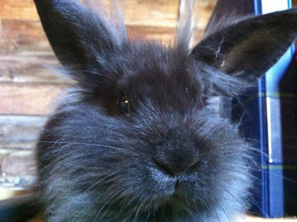 Kanin zeva | Blanding billede 5