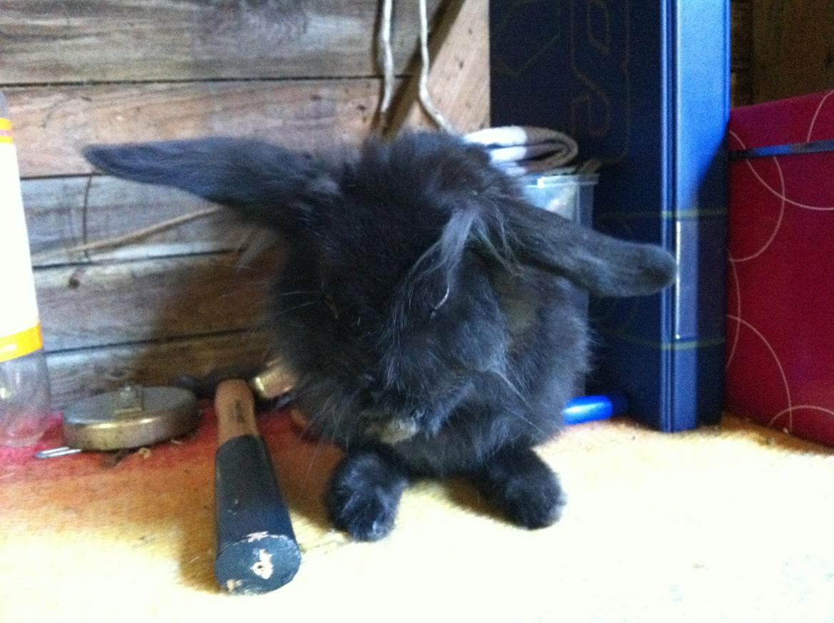 Kanin zeva | Blanding billede 16