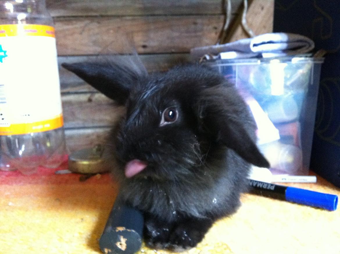 Kanin zeva | Blanding billede 17