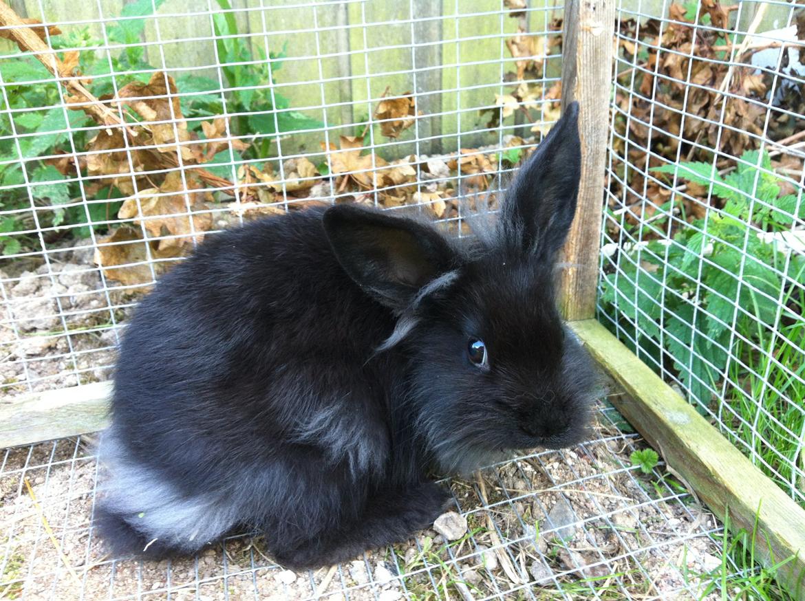 Kanin zeva | Blanding billede 12