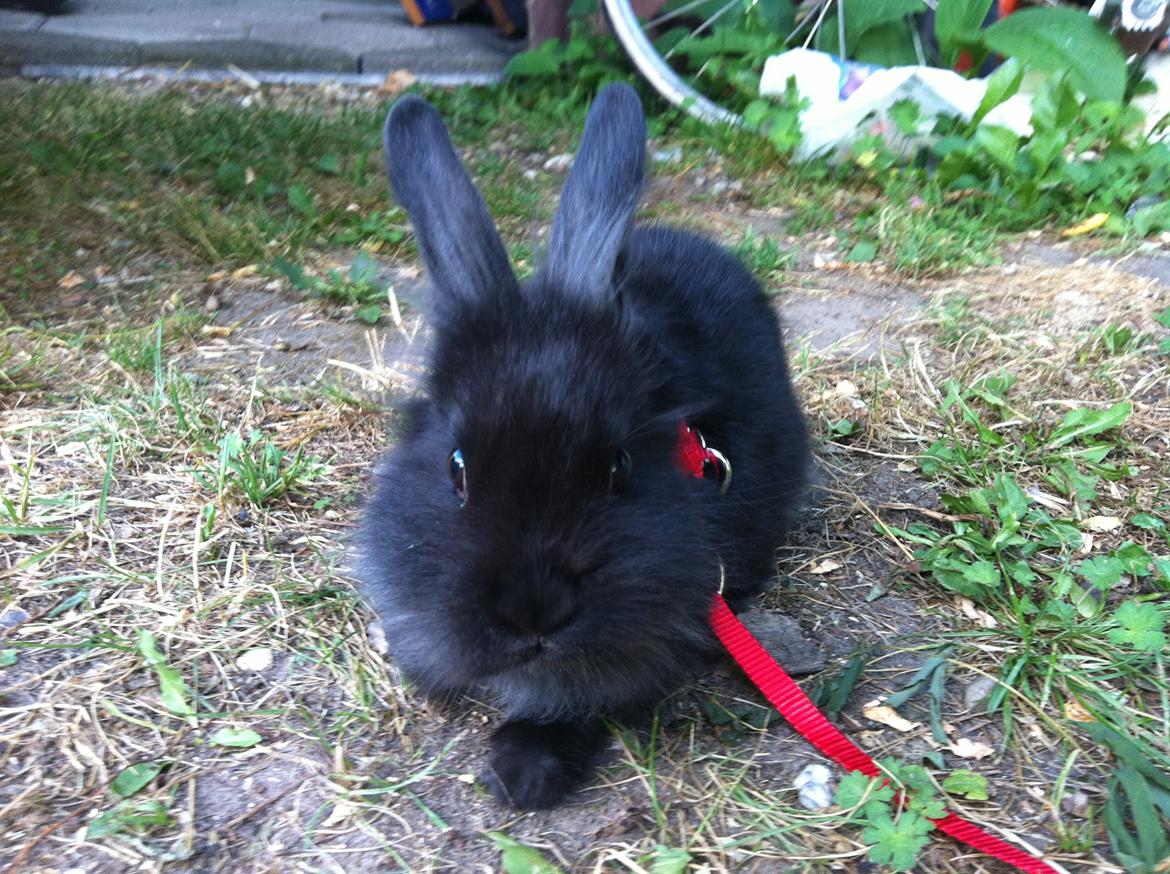 Kanin zeva | Blanding billede 18