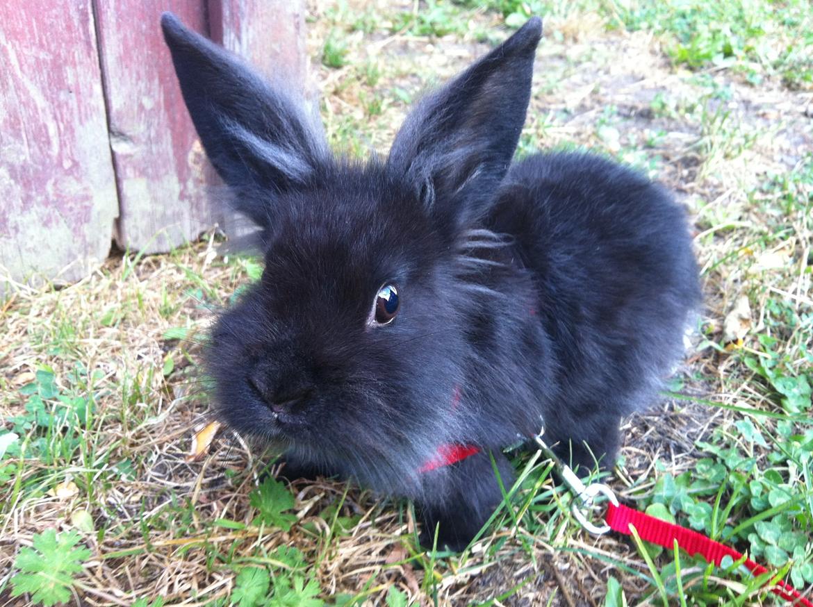 Kanin zeva | Blanding billede 19