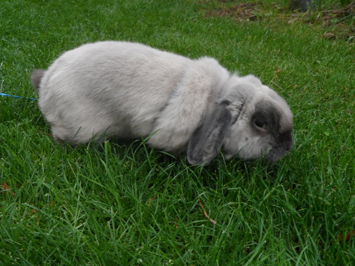 Kanin Ninne billede 2