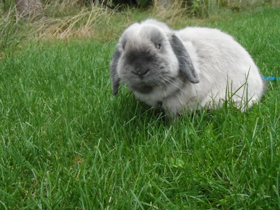 Kanin Ninne billede 3