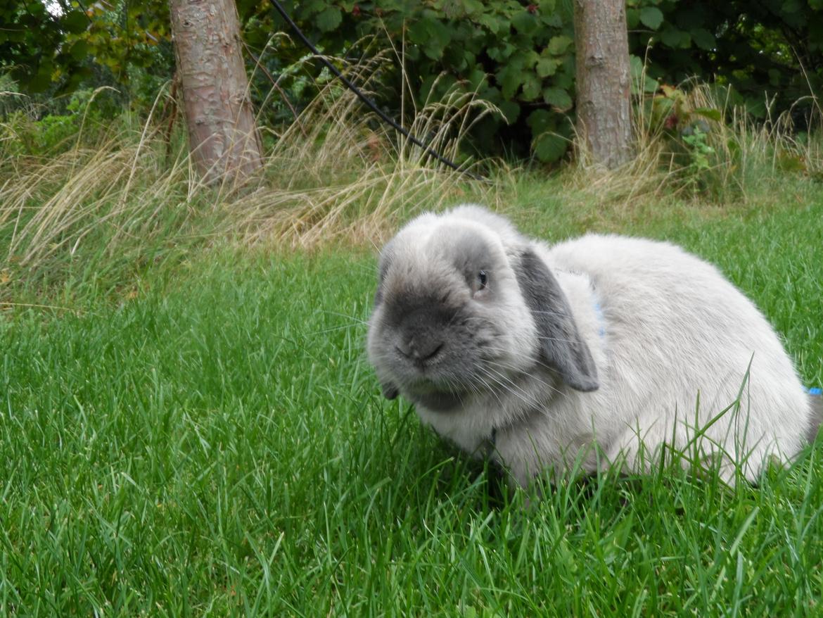 Kanin Ninne billede 4