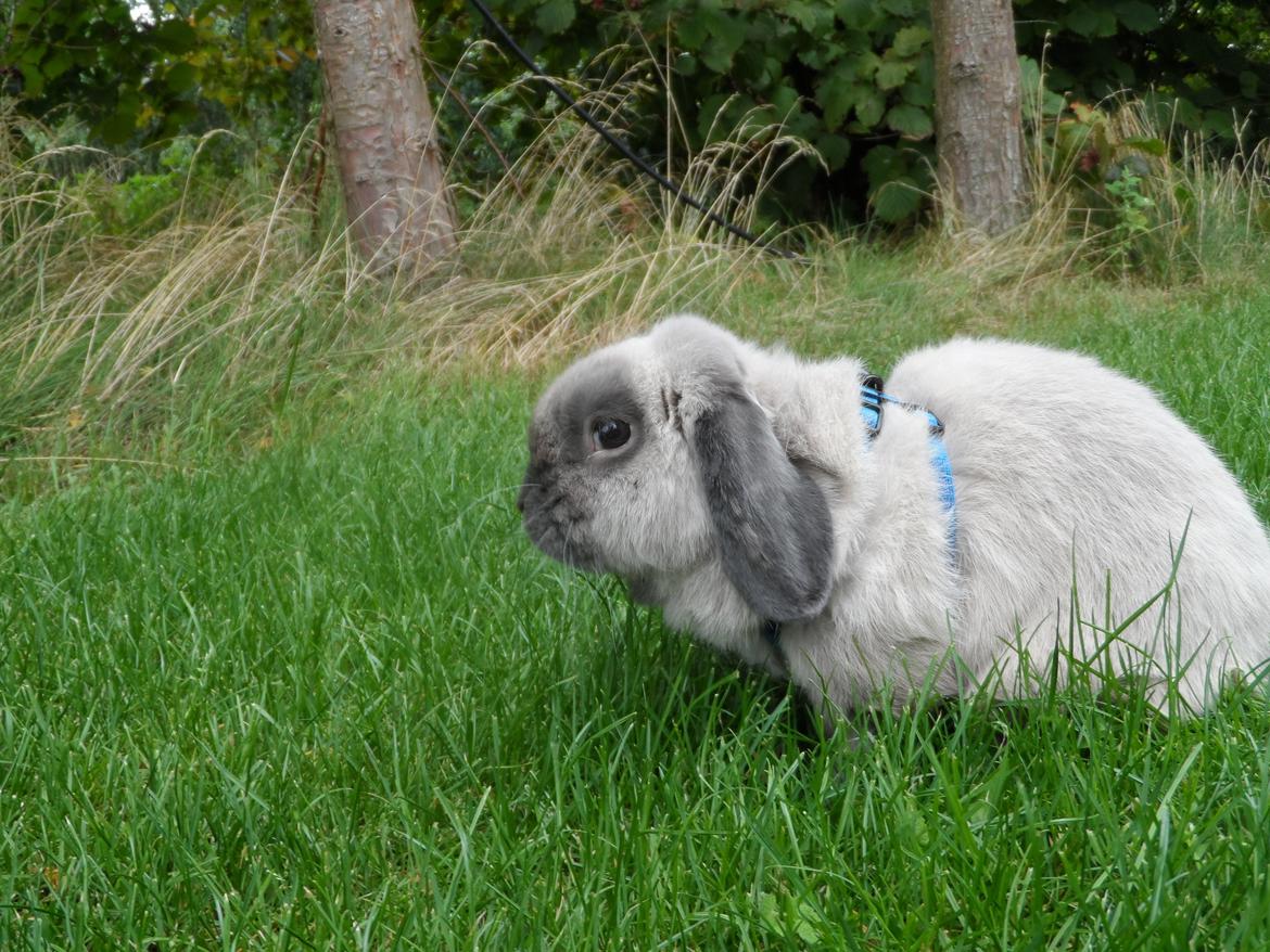 Kanin Ninne billede 5