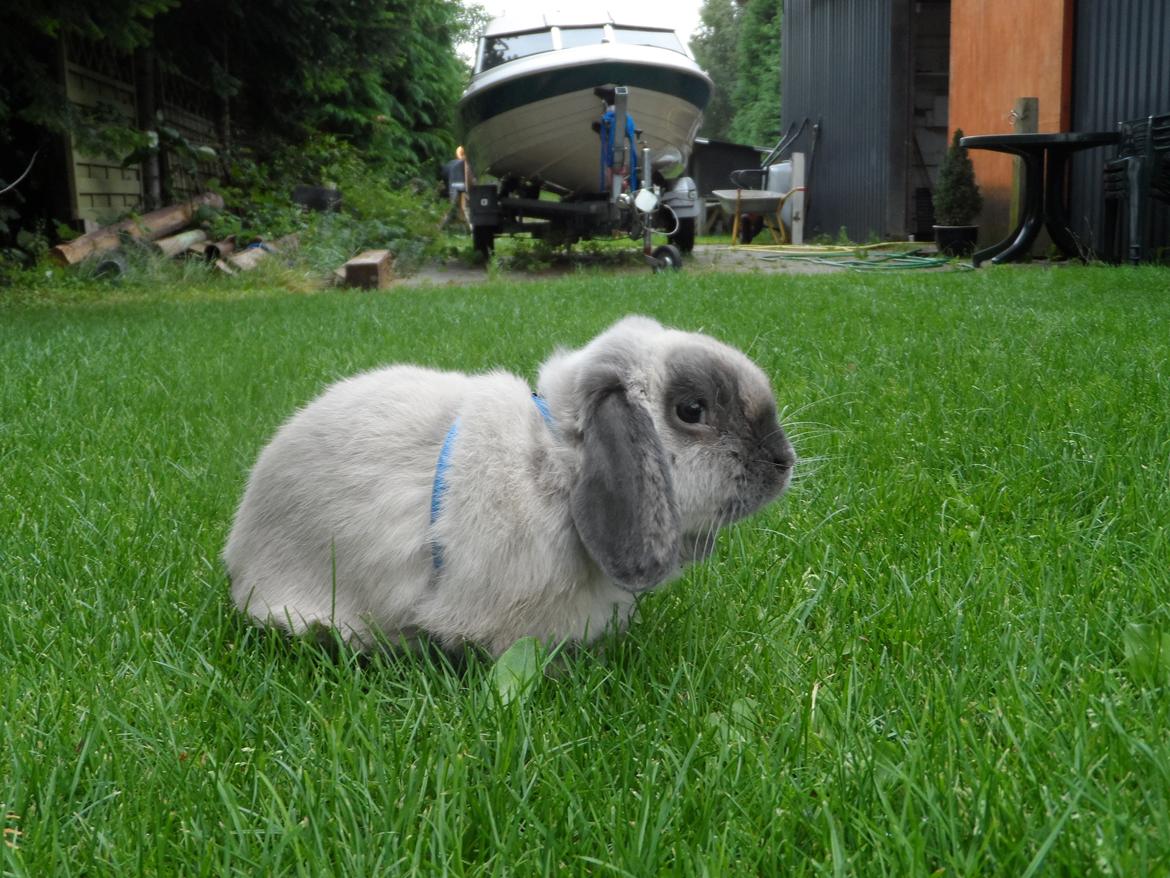 Kanin Ninne billede 6