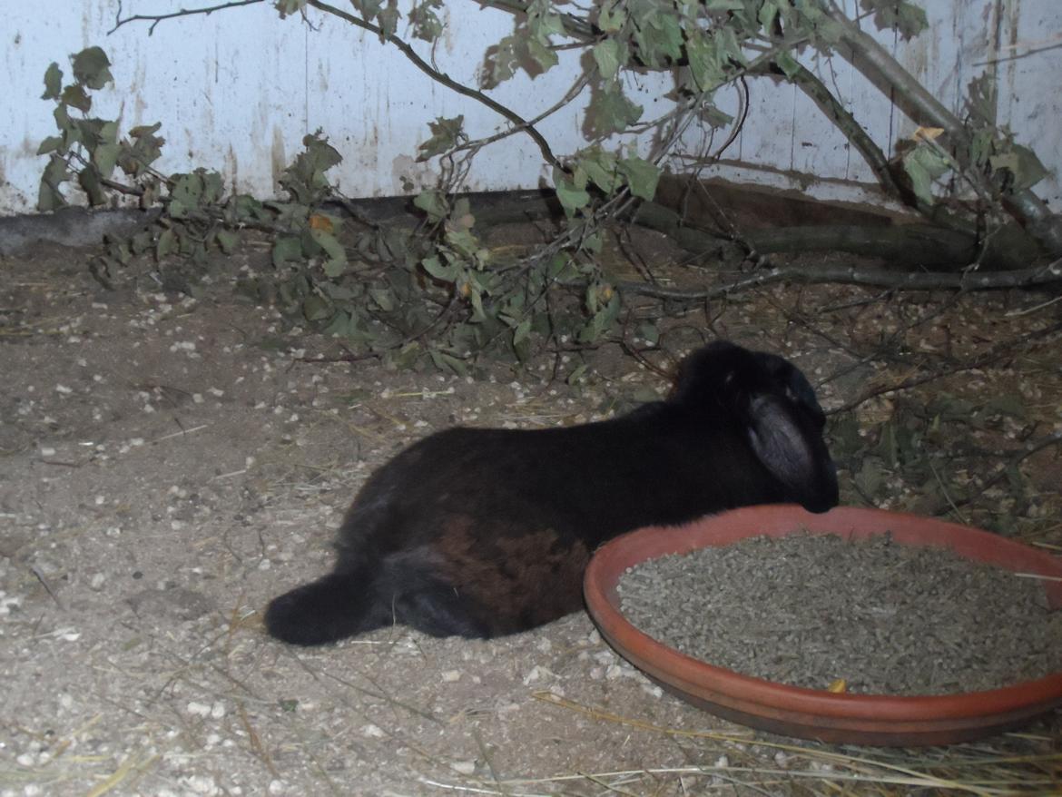 Kanin Frist SOLGT billede 1