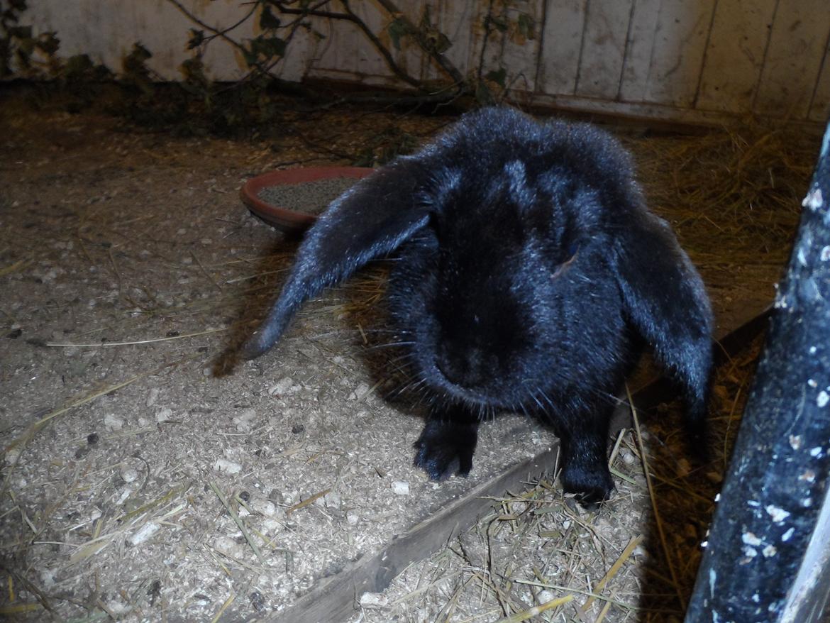 Kanin Frist SOLGT billede 2