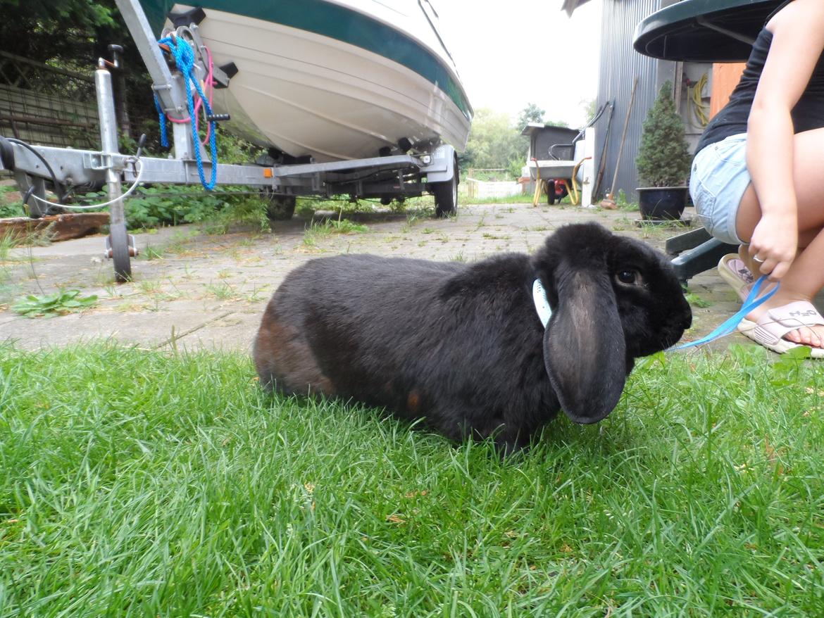 Kanin Frist SOLGT billede 3