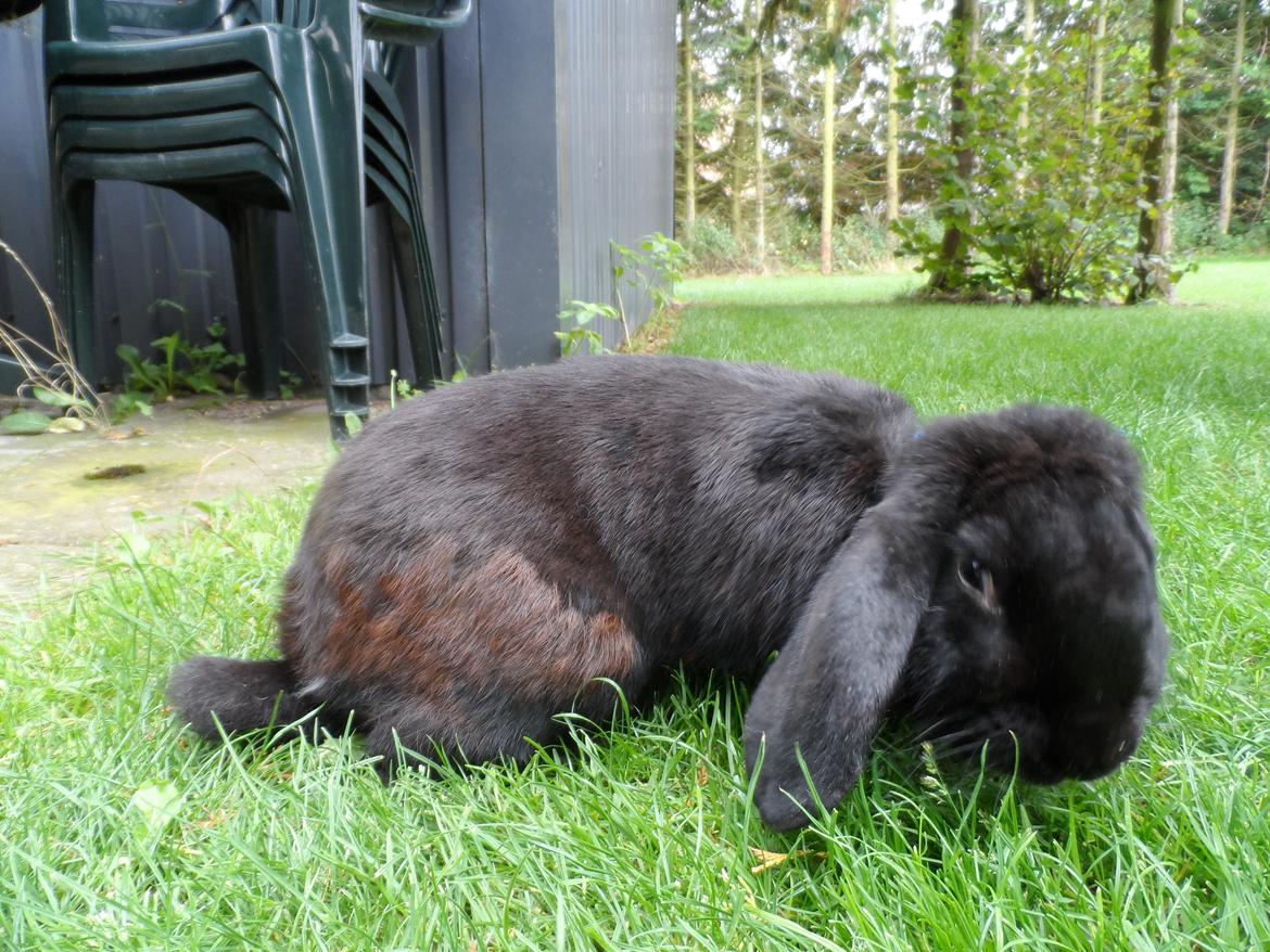 Kanin Frist SOLGT billede 4