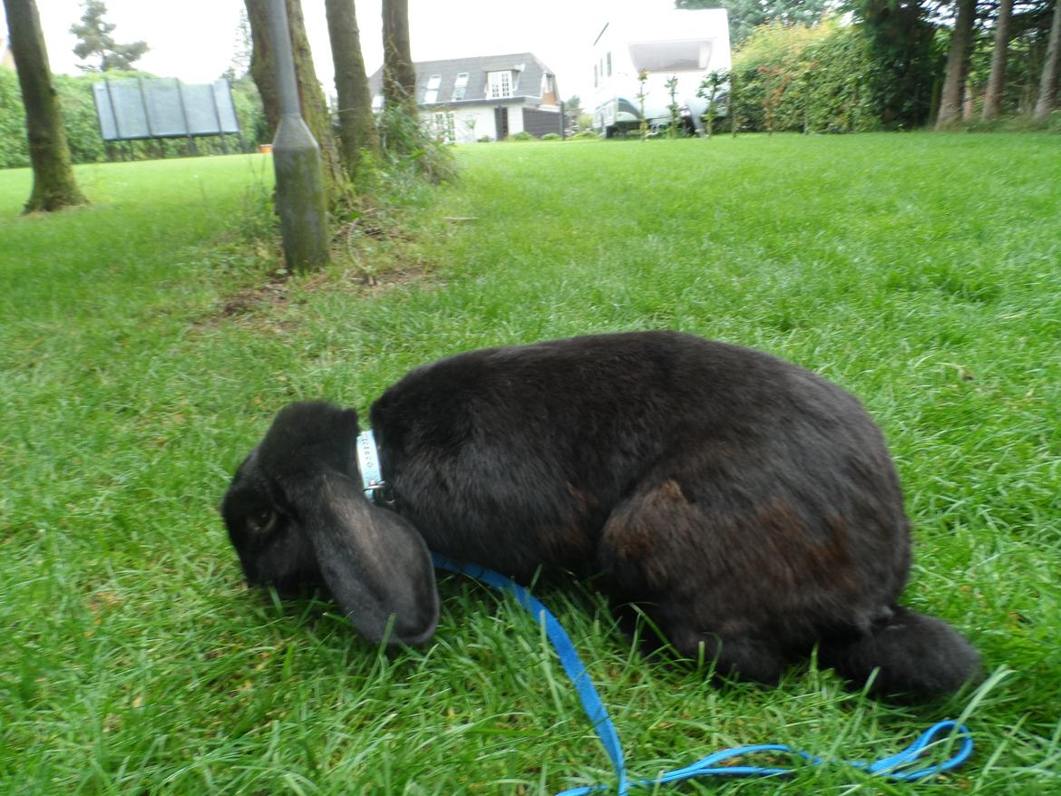 Kanin Frist SOLGT billede 5