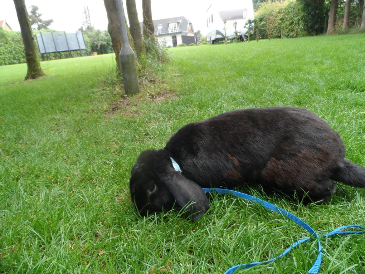 Kanin Frist SOLGT billede 6