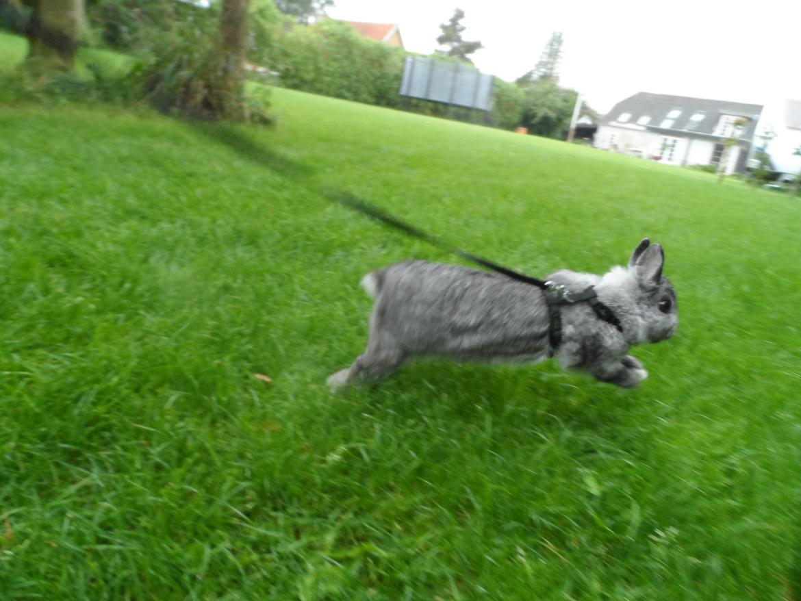 Kanin Sofus billede 1