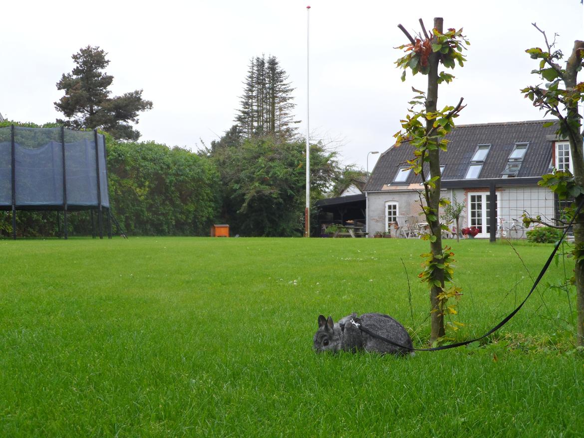 Kanin Sofus billede 2