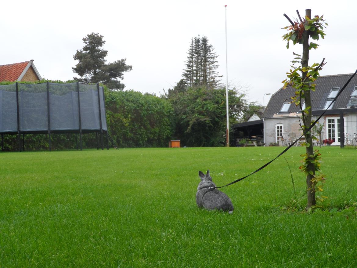 Kanin Sofus billede 3