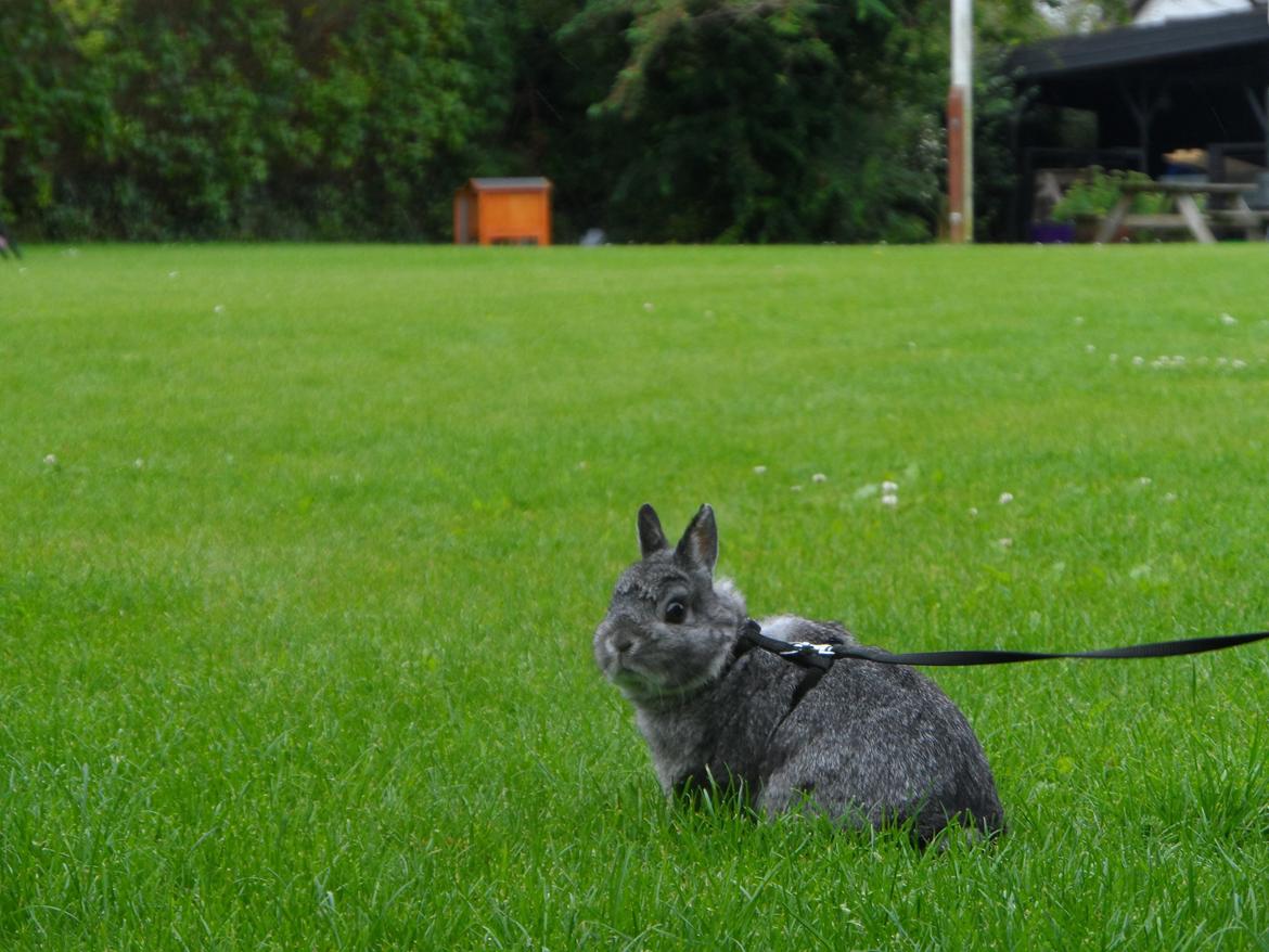 Kanin Sofus billede 4