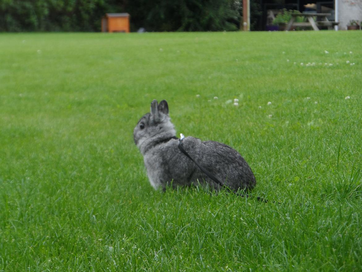 Kanin Sofus billede 5