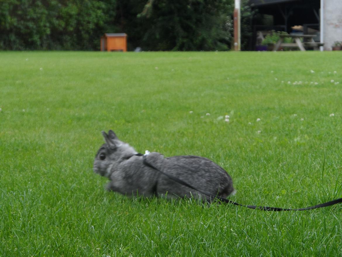 Kanin Sofus billede 6