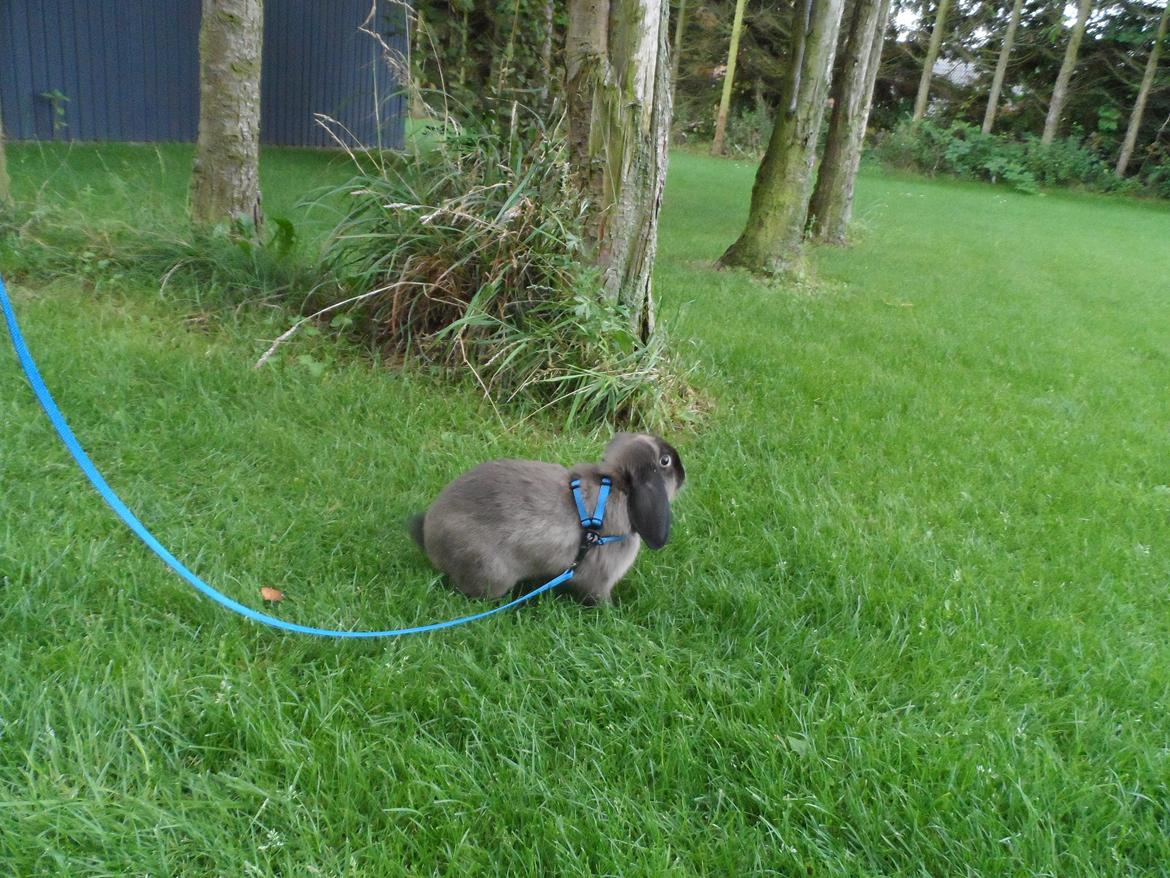 Kanin NinneNus SOLGT billede 1