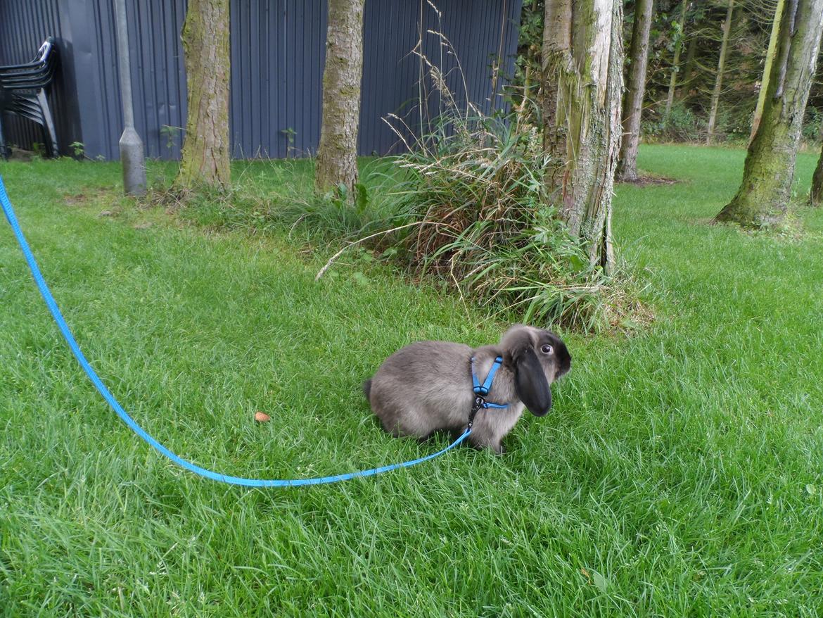 Kanin NinneNus SOLGT billede 2