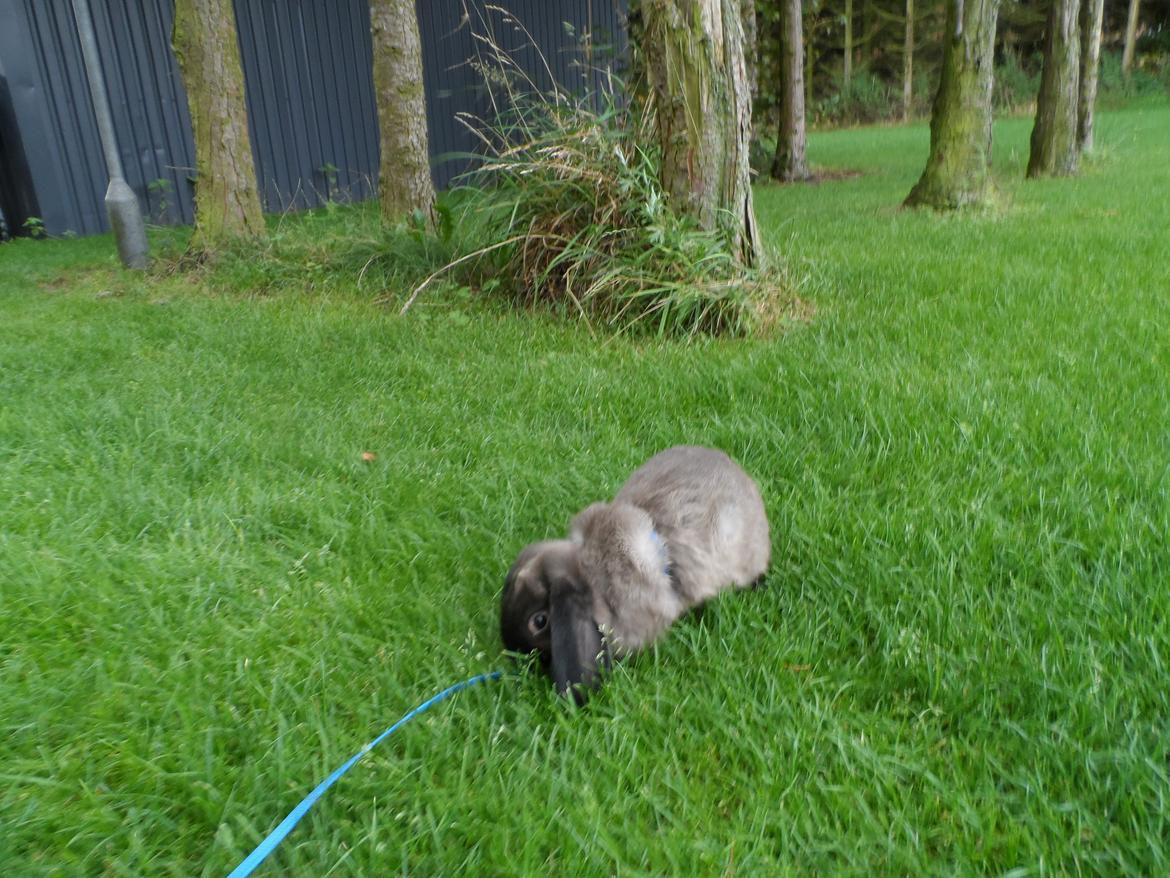 Kanin NinneNus SOLGT billede 3